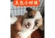 给朋友送狗狗，取名字需慎重选择（如何为朋友的新宠物取一个合适的名字）