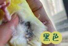 鹦鹉鱼肚子打的原因及解决方法（为什么鹦鹉鱼肚子会打，如何避免和解决）