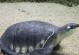 猪鼻龟的成年期及其关键因素（探索猪鼻龟的成长速度、环境和饮食对其成年期的影响）