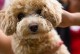 延长泰迪寿命的秘诀（探寻泰迪犬长寿的关键因素）