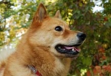 芬兰狐狸犬饲养方法（掌握这些方法，让你的狐狸犬健康快乐成长）