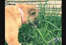 为什么宠物狗喜欢吃草？（探索宠物狗吃草的原因及影响）