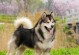 阿拉斯加犬（了解阿拉斯加犬的特点和适应家庭环境的原因）