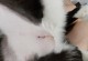 如何正确选择给猫的伤口撒上什么物质？（保护猫咪伤口的正确方法与注意事项）