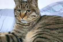 以狸花猫的多样颜色为主题（揭秘狸花猫的五彩斑斓）