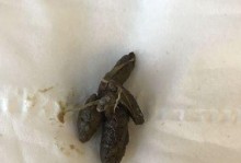 刚生小狗的大便是什么样的？（了解新生小狗的大便特征和健康情况）