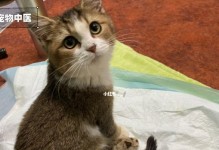 猫咪大小便失禁原因揭秘（从宠物角度探究猫咪为何会失禁）