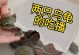 乌龟的饮食习惯及适宜食物选择（揭秘乌龟的营养需求和喜好，为您提供养护参考）