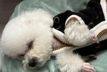 揭秘狗狗的睡眠时间（探索狗狗的睡眠习惯及相关影响）