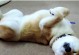 细小病在狗身上的症状——了解你的宠物的健康（探索狗犬细小病的早期警示信号及应对方法）
