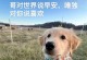 狗狗的音乐喜好（探索狗狗喜欢的音乐类型及其秘诀）