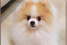 适合新手的小型犬养育指南（选择最适合你的小型犬伴侣）