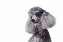 探索以白色贵宾为基因搭配灰色为主题的独特犬种（白色贵宾与其他品种交配的可能性及灰色基因的遗传规律）