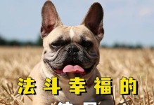 法斗（探索以法斗犬为主治疗方式的表现和效果）