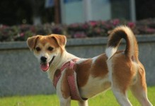 串串狗——中国传统犬种的代表（探索祖国的骄傲，串串狗的独特之处）