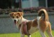 串串狗——中国传统犬种的代表（探索祖国的骄傲，串串狗的独特之处）