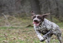 德国短毛指示犬的饲养指南（了解这些要点，让你的犬只更健康、快乐和听话！）