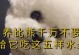 比熊幼犬可食用的水果有哪些？（了解比熊幼犬的水果饮食需求，让它们保持健康和活力）