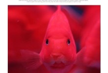 与鹦鹉鱼相宜的鱼类及养殖要点（打造和谐的鱼缸环境，选择合适的伙伴鱼）