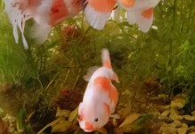 选择适合养殖的金鱼品种（探索容易饲养的金鱼品种，让您的水族箱生活更加轻松愉快！）