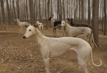白沙犬（揭秘白沙犬的独特特征和多样功能）