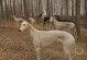 白沙犬（揭秘白沙犬的独特特征和多样功能）