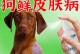治疗狗狗真菌感染的口服药物指南（选择最有效的药物方案帮助宠物恢复健康）