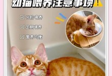 如何正确喂养猫咪以减少拉稀频率（3个关键要点，让你的猫咪告别拉稀困扰）