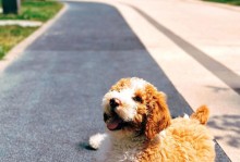 贵宾犬毛量大小（贵宾犬毛量大小的关键因素及饲养建议）