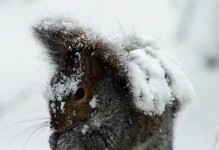 如何正确地饲养雪地松鼠？（雪地松鼠的适宜饲养环境与日常护理）