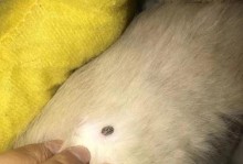 幼犬身上的寄生虫（了解幼犬身上的寄生虫，给它们更健康的成长环境）