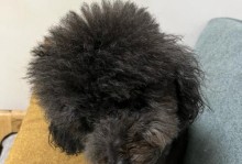 狗的健康之道（选择适合狗的酸奶种类，为它们带来健康生活）