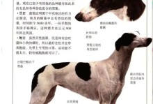 灵兽在家——灵兔犬的饲养方法（如何科学地照顾你的灵兔犬）