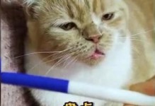 怀孕猫咪的饮食需求（为了健康宝宝，给猫咪提供均衡营养）