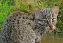 水猫子——神秘水下捕食者（探秘水猫子的外貌与生活习性）