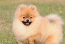 博美犬的血统与系别（揭秘博美犬的混血和纯种背后的故事）