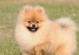 博美犬的血统与系别（揭秘博美犬的混血和纯种背后的故事）