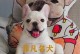 小方体斗牛的勇者之路（探索小方体斗牛的规则和技巧，成为斗牛大师）