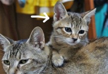 野猫的繁殖周期及生育时间（探究野猫何时生小猫的生物特征与环境因素）