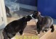 神秘的“猫狗兽”（揭开“猫狗兽”的真实面纱）