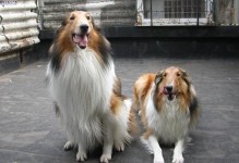 给苏牧幼犬打针的重要性（保护狗狗健康的关键一步）