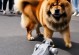 松狮犬的成年时间和特征（揭秘松狮犬成年所需的时间和明显特征）