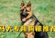 如何为以马犬的小狗提供健康饮食？（以马犬母狗产后喂养和小狗的饮食需求）