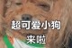 小狗的饮食需求与喂养时间（探索刚出生小狗饮食规律的关键因素）