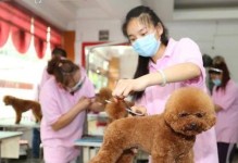 泰迪犬犯错后的有效教育方式（培养良好行为习惯的关键）