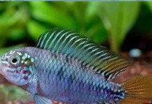 斑点短鲷的养殖技巧（科学饲养，提高养殖效益）