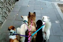 狗狗晚上憋尿能憋多久？（探究狗狗晚上尿液控制能力及应对方法）