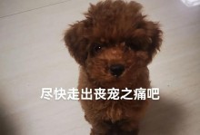 狗狗离去，我无法释怀（永恒的失落，狗狗的离世）