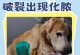 如何有效处理狗狗伤口化脓问题（使用合适药物帮助狗狗康复）