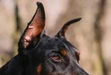 以杜宾犬为宠物的体味问题（了解杜宾犬的气味特点及解决方法）